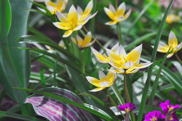 Bright white and yellow crocus on a green flowerbed