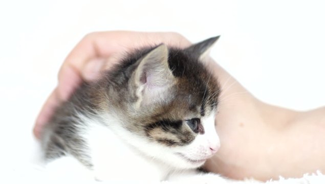 hand stroking a kitten