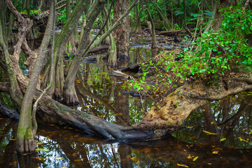 Wild tropical forest with mangrove trees and plants