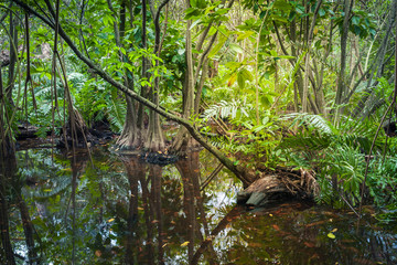 Wild tropical forest landscape with mangrove trees
