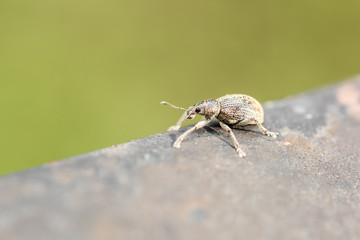Weevil Beetle Insect From Curculionoidea Superfamily