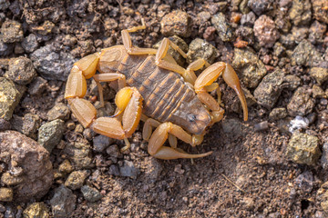 Common Yellow Scorpion