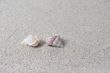 Fototapeta na wymiar closeup the sand and shells
