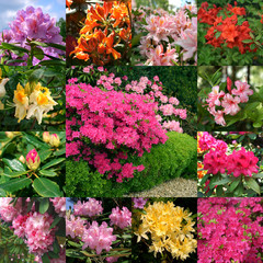 Fototapeta na wymiar Rhododendron collage