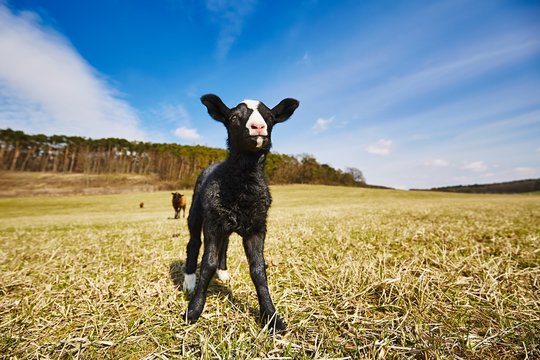 Lamb