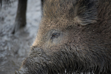 Wildschwein - Auge