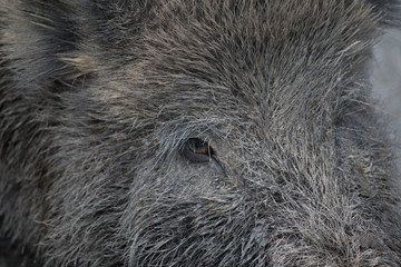 Wildschwein - Auge
