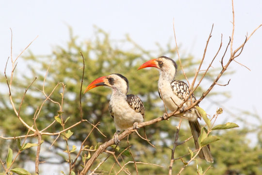 Fototapeta Couple of Tanzanian Red-billed Hornbills