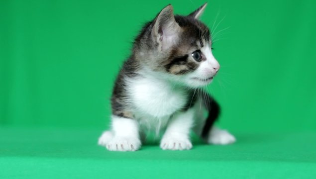 cute kitten meowing on a green screen, close-up, chroma key