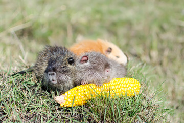 Little nutria bite corn