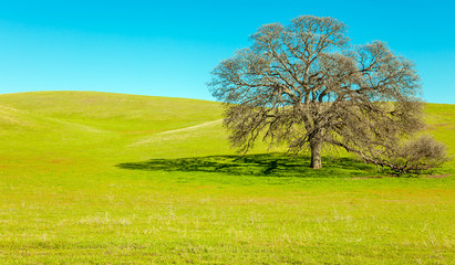Fototapeta na wymiar Landschaft in Kalifornien