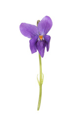 Forest violet flower isolated on a white background