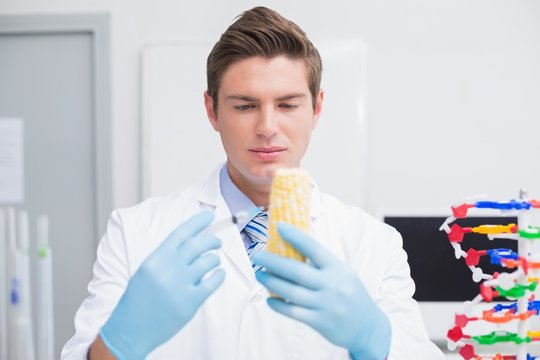 Biologist examining corn with syringe