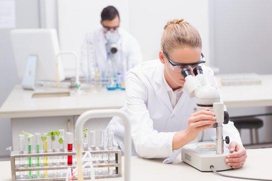 Scientist Examining Petri Dish With Microscope