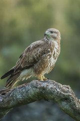 common buzzard