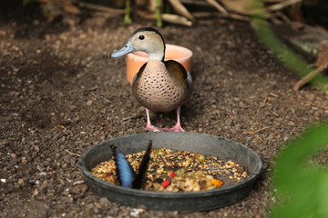 Ente mit Schmetterling