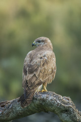 common buzzard