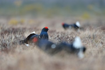 Black grouse