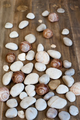 Pebble and shells on the distress wooden background