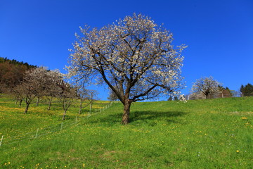 Löwenzahn- und Kirschbaumblüte