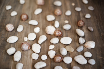 Fototapeta na wymiar Pebble and shells on the distress wooden background