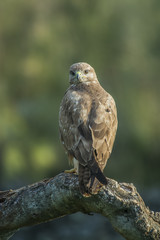 common buzzard