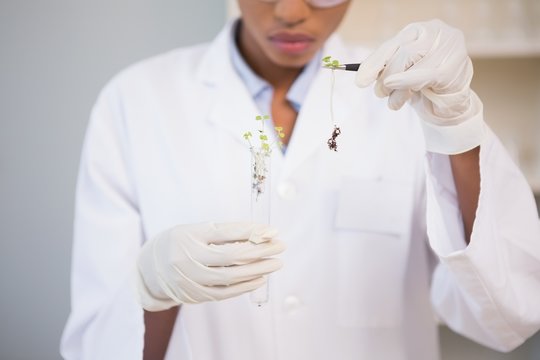 Scientist looking at sprouts in test tube