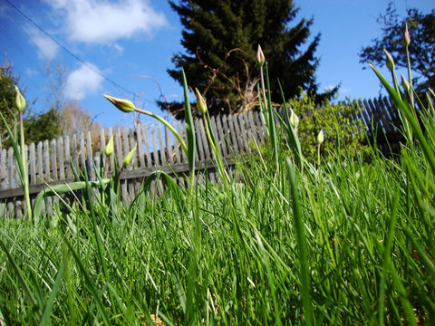 зеленая трава на фоне старого забора и синего неба Stock Photo | Adobe Stock