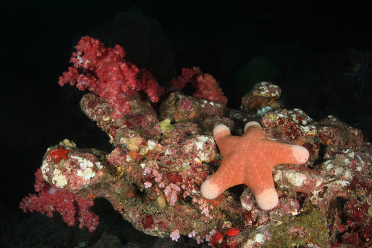 Starfish under water on bottom of Andaman sea, Thailand