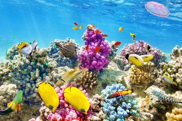 Crédence en verre imprimé Récifs coralliens Monde sous-marin avec coraux et poissons tropicaux.