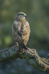common buzzard, buteo buteo