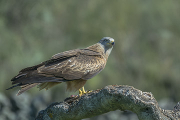 black kite