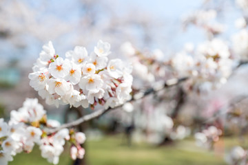 満開の桜