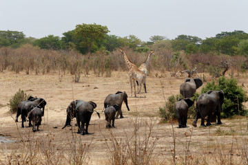 Fototapeta premium herd of African elephants drinking at a muddy waterhole