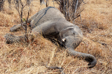 Naklejka premium Small dead elephant in national park hwankee, Botswana