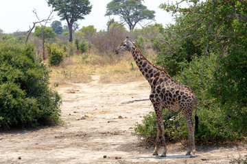 Obraz premium Giraffa camelopardalis in national park, Hwankee
