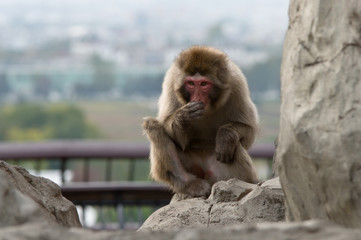 monkey