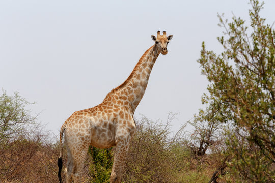 Giraffa camelopardalis in national park, Hwankee