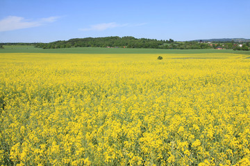 Obraz premium Field of yellow Rape