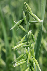 Green Oat Spike