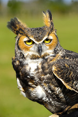 Ggreat Horned Owl