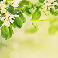 Fototapeta na wymiar Green background from leaves, sunlight and white flowers