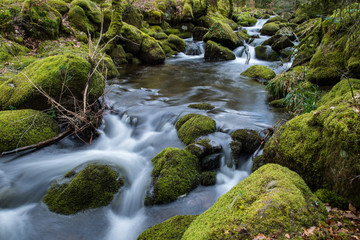 Naklejka na ściany i meble Wild stream in old woodland,time lapse water motion