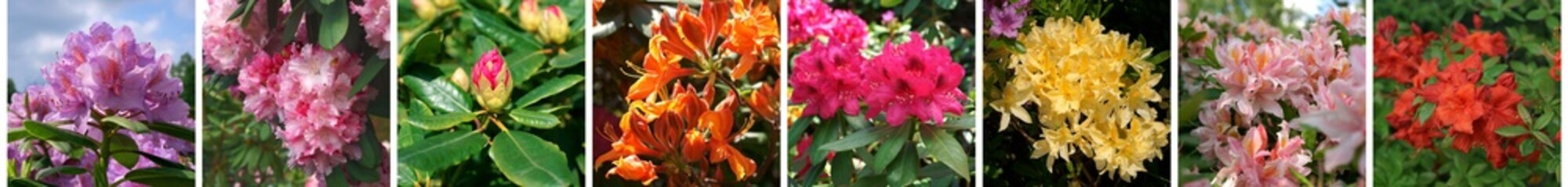 Rhododendron banner - obrazy, fototapety, plakaty