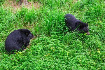 Asiatic black bear