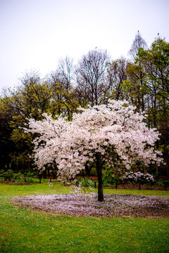桜の木のある風景