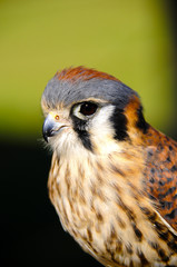 American Kestrel
