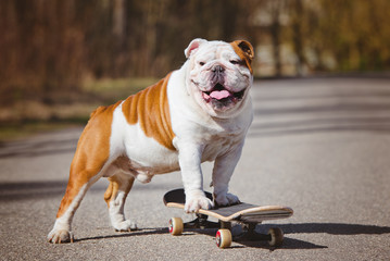 english bulldog on a skateboard