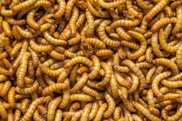 Larvae Background