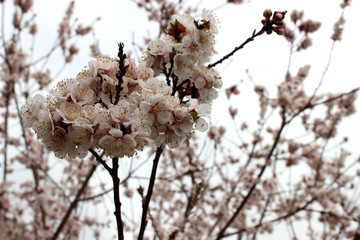 almond flowers